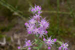 Coastal plain chaffhead